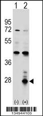 Anti-AZU1 Rabbit Polyclonal Antibody