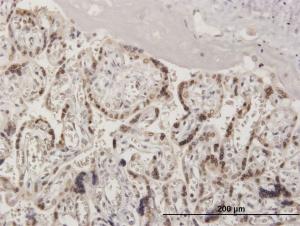 Anti-RANGAP1 Mouse Polyclonal Antibody