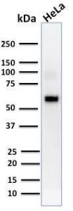 Western blot analysis of human HeLa cell lysate using Anti-AKT1 Antibody [AKT1/2552]