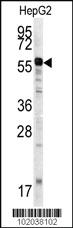 Anti-MMP20 Rabbit Polyclonal Antibody