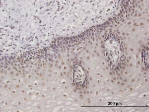 Anti-TAF7 Mouse Polyclonal Antibody