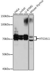 Western blot analysis of extracts of various cell lines, using Anti-ATG16L1 Antibody [ARC0812] (A308403) at 1:1000 dilution. The secondary Antibody was Goat Anti-Rabbit IgG H&L Antibody (HRP) at 1:10000 dilution. Lysates/proteins were present at 25 µg per lane