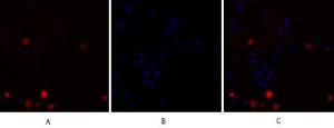 Anti-NF kappa B p105/p50 antibody