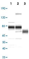 Anti-KSHV ORF8 Rabbit Polyclonal Antibody