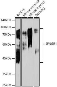 Western blot analysis of variou