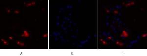 Anti-NF kappa B p105/p50 antibody