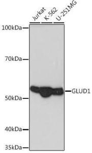 Western blot analysis of extracts of various cell lines, using Anti-GLUD1 Antibody [ARC1216] (A305787) at 1:1,000 dilution