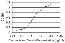 Anti-PXDN Mouse Monoclonal Antibody [clone: 2C11]