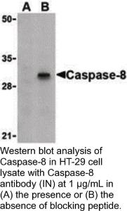 Anti-CASP8 Rabbit Polyclonal Antibody