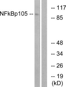 Anti-NFkB p105/p50 Rabbit Polyclonal Antibody