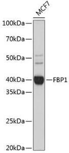 Western blot analysis of extracts of MCF7 cells, using Anti-FBP1 Antibody [ARC0664] (A80698) at 1:1,000 dilution The secondary antibody was Goat Anti-Rabbit IgG H&L Antibody (HRP) at 1:10,000 dilution Lysates/proteins were present at 25 µg per lane