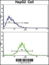 Anti-GCAT Rabbit Polyclonal Antibody