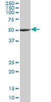 Anti-TUBA1A Mouse Monoclonal Antibody [clone: 2D2]