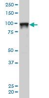 Anti-SFPQ Mouse Monoclonal Antibody [clone: 6D7]