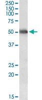 Anti-CYP2E1 Goat Polyclonal Antibody