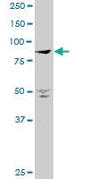 Anti-PANK4 Mouse Polyclonal Antibody