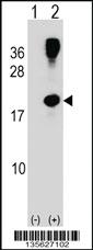 Anti-RHOG Rabbit Polyclonal Antibody