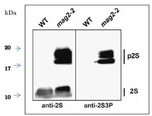 Anti-2S3 Albumin precursor Antibody