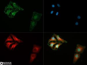 Anti-AGGF1 Rabbit Polyclonal Antibody