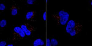 Anti-MIB1 Rabbit Polyclonal Antibody (PE (Phycoerythrin))