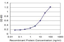 Anti-TUBA1A Mouse Monoclonal Antibody [clone: 2D2]