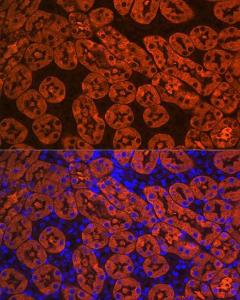 Immunofluorescence analysis of mouse kidney using Anti-FBP1 Antibody [ARC0664] (A80698) at a dilution of 1:100 (40x lens) DAPI was used to stain the cell nuclei (blue)