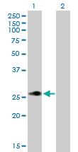 Anti-MLX Mouse Polyclonal Antibody