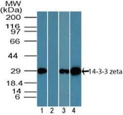 Anti-YWHAZ Rabbit Polyclonal Antibody