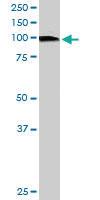 Anti-VAV2 Goat Polyclonal Antibody