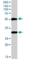 Anti-TMPRSS5 Goat Polyclonal Antibody