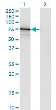 Anti-ASPSCR1 Mouse Monoclonal Antibody [clone: 3D10-1D11]