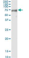 Anti-PCK2 Polyclonal Antibody Pair