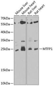 Anti-MTP18 Rabbit Polyclonal Antibody