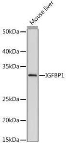 Western blot analysis of extracts of Mouse liver, using Anti-IGFBP1 Antibody [ARC0671] (A80700) at 1:500 dilution. The secondary Antibody was Goat Anti-Rabbit IgG H&L Antibody (HRP) at 1:10000 dilution. Lysates/proteins were present at 25 µg per lane