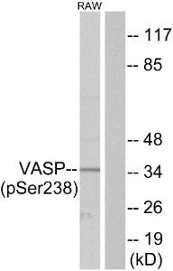 Western blot analysis of lysates from RAW264.7 cells using Anti-VASP (phospho Ser238) Antibody. The right hand lane represents a negative control, where the antibody is blocked by the immunising peptide