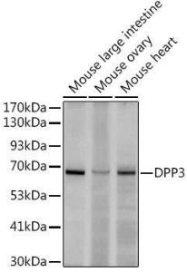 Anti-DPP3 Rabbit Monoclonal Antibody [clone: ARC2778]