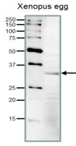 Anti-CDK1 Antibody