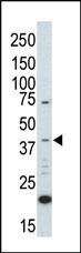 Anti-MAPK1 Rabbit Polyclonal Antibody