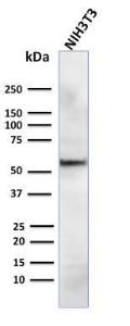 Western blot analysis of human NIH3T3 cell lysate using Anti-AKT1 Antibody [AKT1/2784]