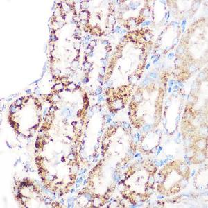 Immunohistochemistry analysis of paraffin-embedded mouse kidney using Anti-GLUD1 Antibody [ARC1216] (A305787) at a dilution of 1:100 (40X lens). Perform microwave antigen retrieval with 10 mM Tris/EDTA buffer pH 9.0 before commencing with IHC staining protocol