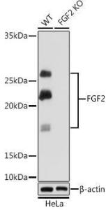 Western blot analysis of extracts from wild type (WT) and FGF2 knockout (KO) HeLa cells, using Anti-FGF2 Antibody [ARC0618] (A308407) at 1:1,000 dilution The secondary antibody was Goat Anti-Rabbit IgG H&L Antibody (HRP) at 1:10,000 dilution Lysates/proteins were present at 25 µg per lane