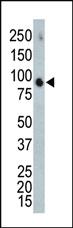 Anti-MAPK4 Rabbit Polyclonal Antibody