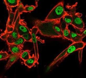 Immunofluorescent analysis of PFA-fixed U87 cells stained with Anti-QKI Antibody [PCRP-QKI-2F10] followed by Goat Anti-Mouse IgG (CF and #174; 488) (Green). CF and #174; 640R Phalloidin (Red)