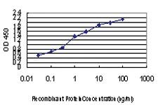 Anti-SFPQ Mouse Monoclonal Antibody [clone: 6D7]