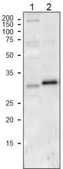 Anti-Cytochrome f Antibod