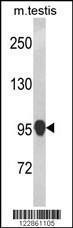 Anti-NLRP12 Rabbit Polyclonal Antibody