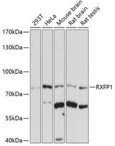 Western blot analysis of extracts of various cell lines, using Anti-RXFP1 Antibody (A10063) at 1:1,000 dilution