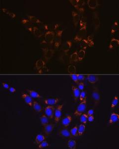 Immunofluorescence analysis of NIH-3T3 cells using Anti-GLUD1 Antibody [ARC1216] (A305787) at a dilution of 1:100 (40X lens). DAPI was used to stain the cell nuclei (blue)