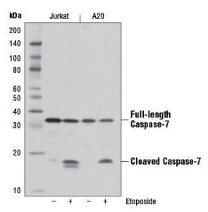 Anti-CASP7 Rabbit Monoclonal Antibody [clone: 13G24]