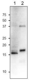 Anti-FdC1 Antibody